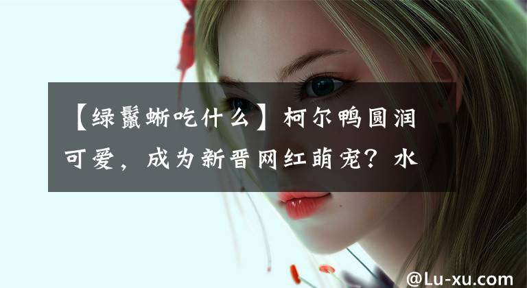 【綠鬣蜥吃什么】柯爾鴨圓潤可愛，成為新晉網(wǎng)紅萌寵？水禽不好養(yǎng)，應(yīng)做好心理準(zhǔn)備