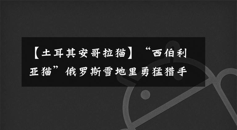 【土耳其安哥拉貓】“西伯利亞貓”俄羅斯雪地里勇猛獵手，卻對“貓過敏者”十分友好