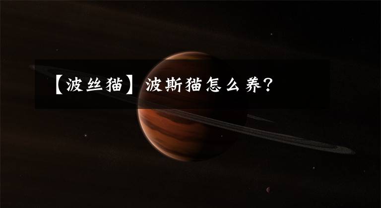 【波絲貓】波斯貓?jiān)趺答B(yǎng)？