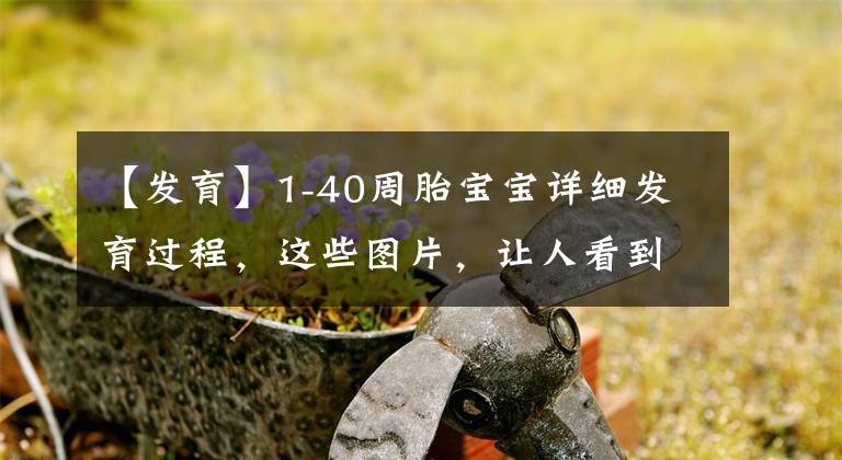 【發(fā)育】1-40周胎寶寶詳細發(fā)育過程，這些圖片，讓人看到生命的神奇與偉大