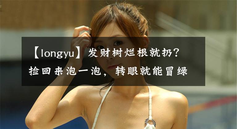 【longyu】發(fā)財樹爛根就扔？撿回來泡一泡，轉(zhuǎn)眼就能冒綠芽！