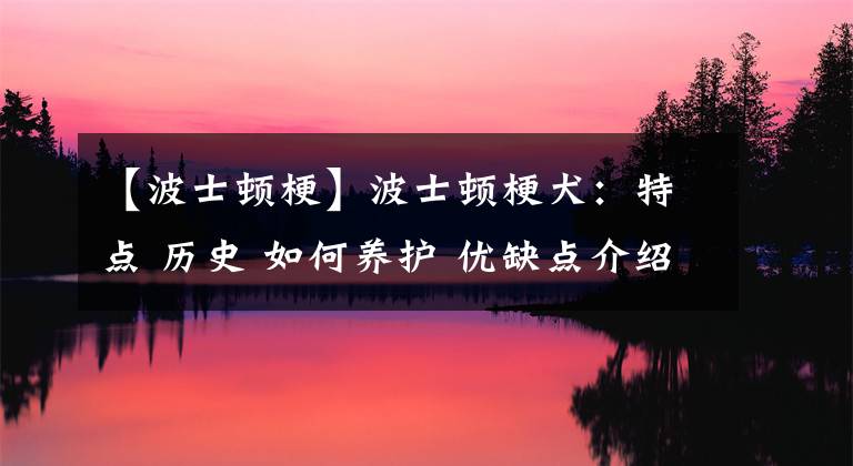 【波士頓?！坎ㄊ款D梗犬：特點(diǎn) 歷史 如何養(yǎng)護(hù) 優(yōu)缺點(diǎn)介紹