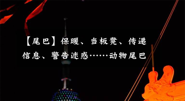 【尾巴】保暖、當(dāng)板凳、傳遞信息、警告迷惑……動物尾巴功能大展示