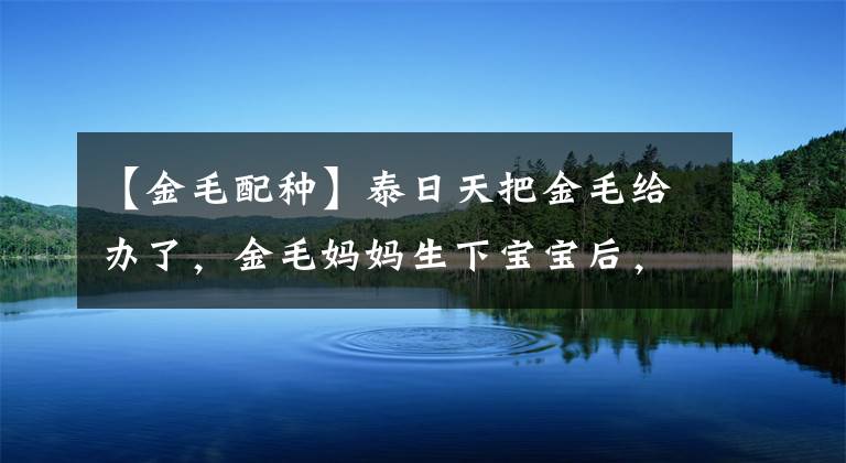 【金毛配種】泰日天把金毛給辦了，金毛媽媽生下寶寶后，這串串簡直不忍直視