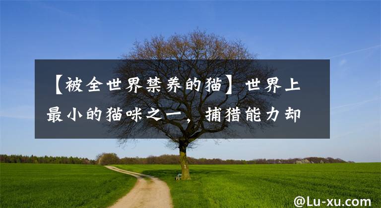 【被全世界禁養(yǎng)的貓】世界上最小的貓咪之一，捕獵能力卻是獅子的三倍，被全世界禁養(yǎng)