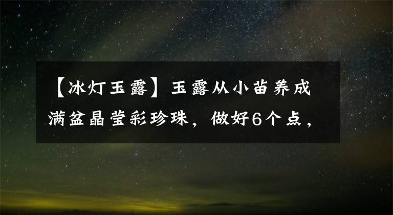 【冰燈玉露】玉露從小苗養(yǎng)成滿盆晶瑩彩珍珠，做好6個點，顆顆飽滿晶瑩剔透