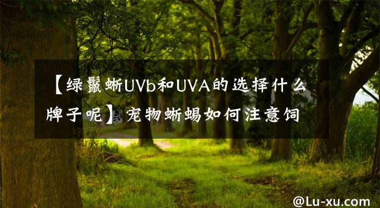 【綠鬣蜥UVb和UVA的選擇什么牌子呢】寵物蜥蜴如何注意飼養(yǎng)機(jī)構(gòu)的選擇？