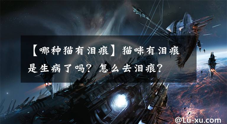 【哪種貓有淚痕】貓咪有淚痕是生病了嗎？怎么去淚痕？