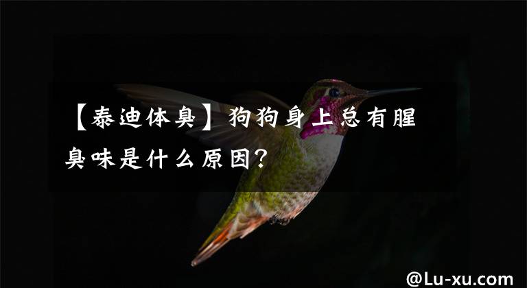 【泰迪體臭】狗狗身上總有腥臭味是什么原因？