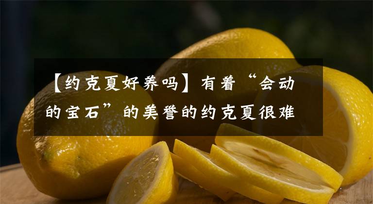 【約克夏好養(yǎng)嗎】有著“會(huì)動(dòng)的寶石”的美譽(yù)的約克夏很難養(yǎng)么？為什么養(yǎng)的人這么少