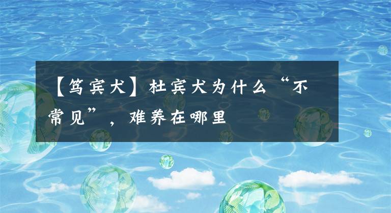 【篤賓犬】杜賓犬為什么“不常見”，難養(yǎng)在哪里