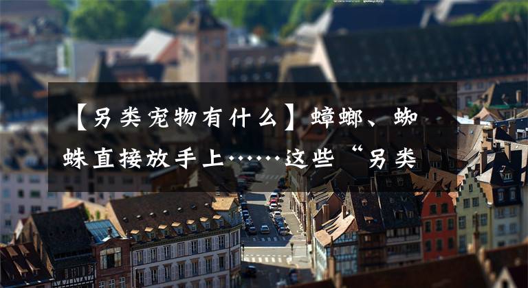 【另類寵物有什么】蟑螂、蜘蛛直接放手上……這些“另類寵物”令人頭皮發(fā)麻