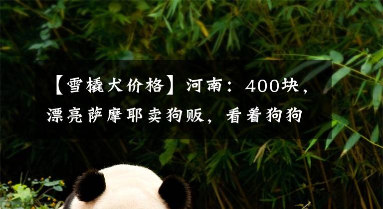 【雪橇犬價(jià)格】河南：400塊，漂亮薩摩耶賣狗販，看著狗狗依依不舍，大姐直落淚