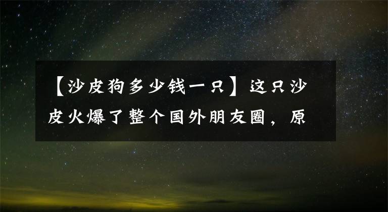 【沙皮狗多少錢一只】這只沙皮火爆了整個(gè)國外朋友圈，原因只有一個(gè)！