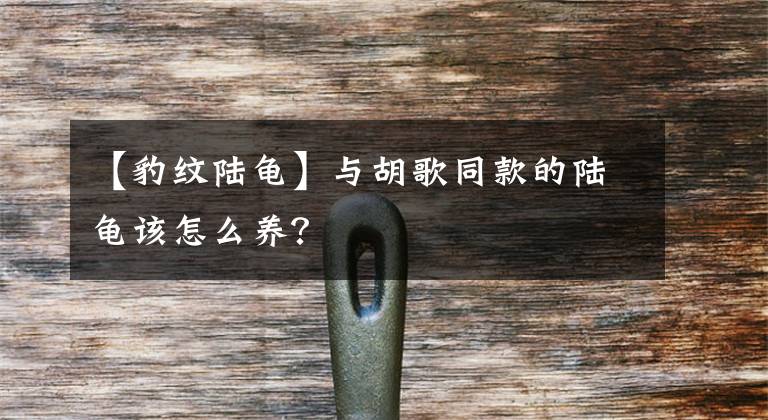 【豹紋陸龜】與胡歌同款的陸龜該怎么養(yǎng)？