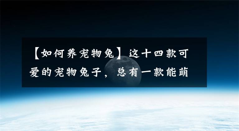 【如何養(yǎng)寵物兔】這十四款可愛的寵物兔子，總有一款能萌化你的心