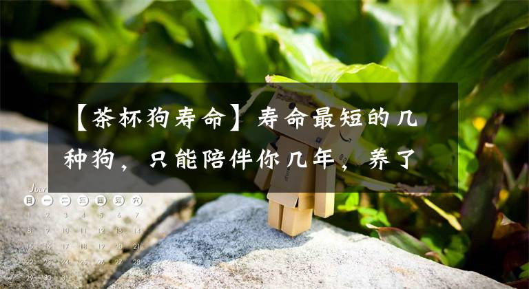 【茶杯狗壽命】壽命最短的幾種狗，只能陪伴你幾年，養(yǎng)了要珍惜