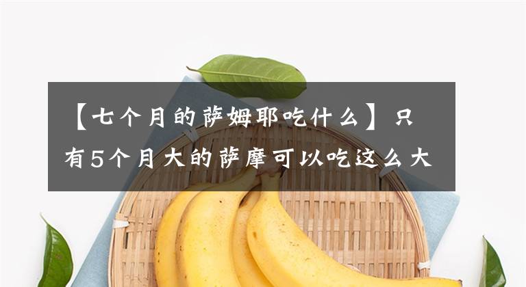 【七個(gè)月的薩姆耶吃什么】只有5個(gè)月大的薩摩可以吃這么大的盆。網(wǎng)友：狗糧少，再抓一把。