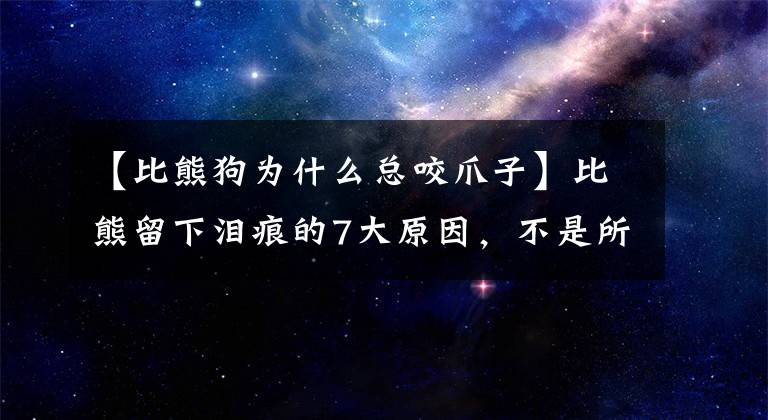 【比熊狗為什么總咬爪子】比熊留下淚痕的7大原因，不是所有人都知道，但現(xiàn)在我會(huì)全部告訴你