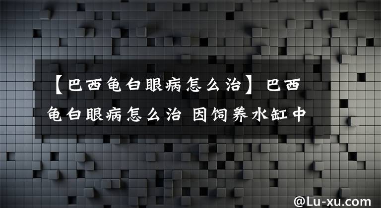 【巴西龜白眼病怎么治】巴西龜白眼病怎么治 因飼養(yǎng)水缸中水質(zhì)不凈