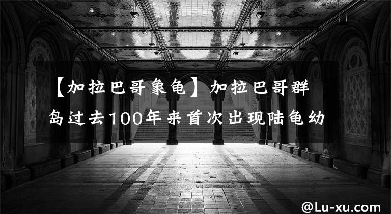 【加拉巴哥象龜】加拉巴哥群島過去100年來首次出現(xiàn)陸龜幼崽