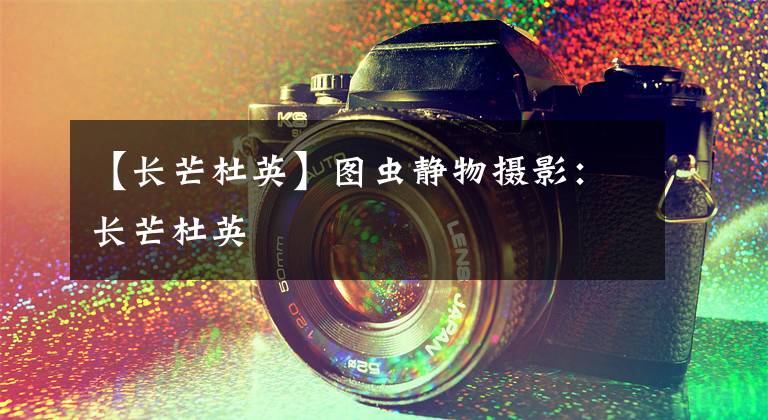 【長(zhǎng)芒杜英】圖蟲靜物攝影：長(zhǎng)芒杜英