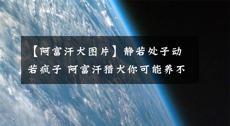 【阿富汗犬圖片】靜若處子動若瘋子 阿富汗獵犬你可能養(yǎng)不起