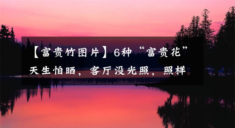 【富貴竹圖片】6種“富貴花”天生怕曬，客廳沒光照，照樣開滿花，吉利旺家