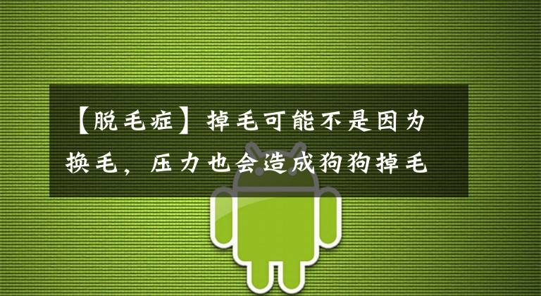 【脫毛癥】掉毛可能不是因?yàn)閾Q毛，壓力也會(huì)造成狗狗掉毛，三招治好掉毛問(wèn)題