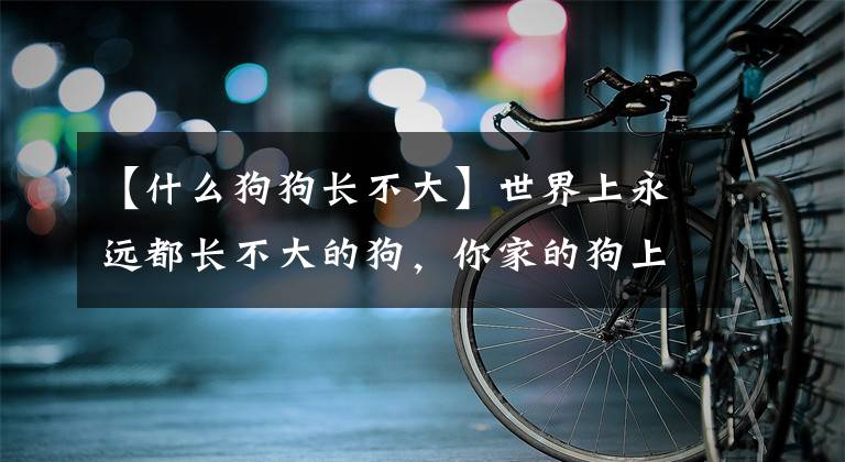 【什么狗狗長(zhǎng)不大】世界上永遠(yuǎn)都長(zhǎng)不大的狗，你家的狗上榜了嗎？