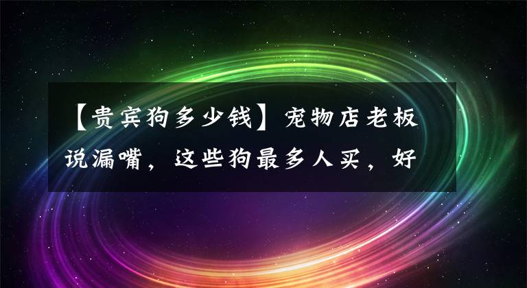 【貴賓狗多少錢】寵物店老板說漏嘴，這些狗最多人買，好養(yǎng)又不貴