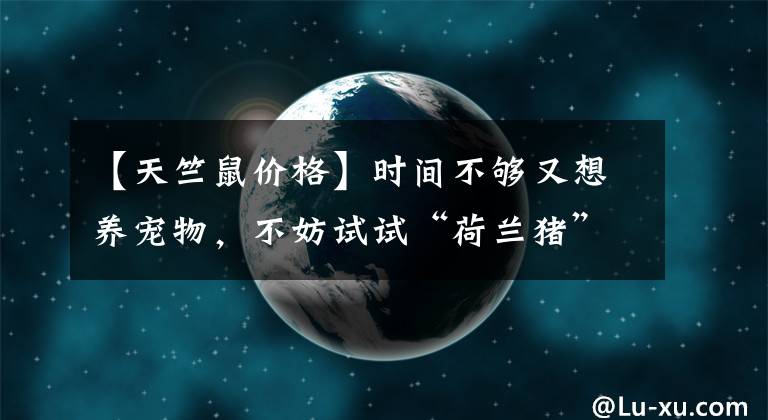 【天竺鼠價格】時間不夠又想養(yǎng)寵物，不妨試試“荷蘭豬”