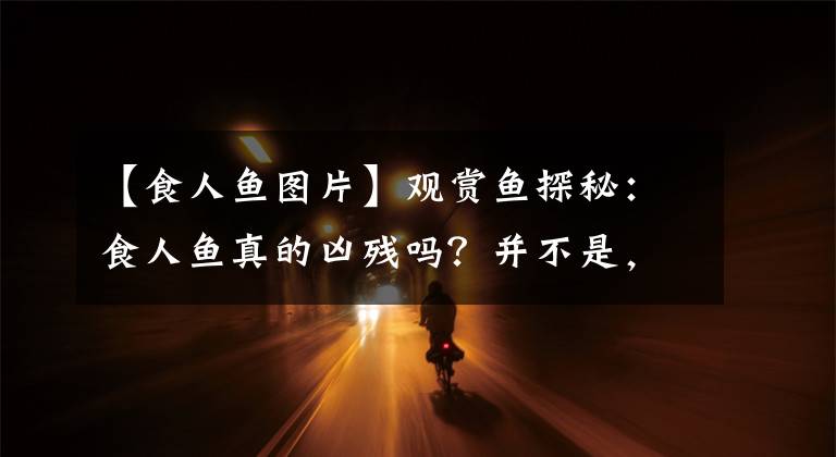 【食人魚圖片】觀賞魚探秘：食人魚真的兇殘嗎？并不是，它們?cè)谶@種情況下很弱