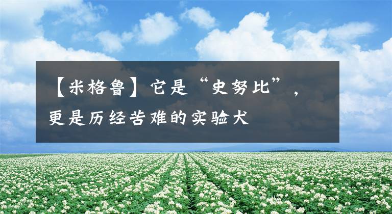 【米格魯】它是“史努比”，更是歷經(jīng)苦難的實驗犬