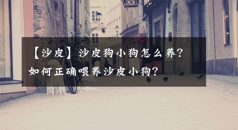 【沙皮】沙皮狗小狗怎么養(yǎng)？如何正確喂養(yǎng)沙皮小狗？