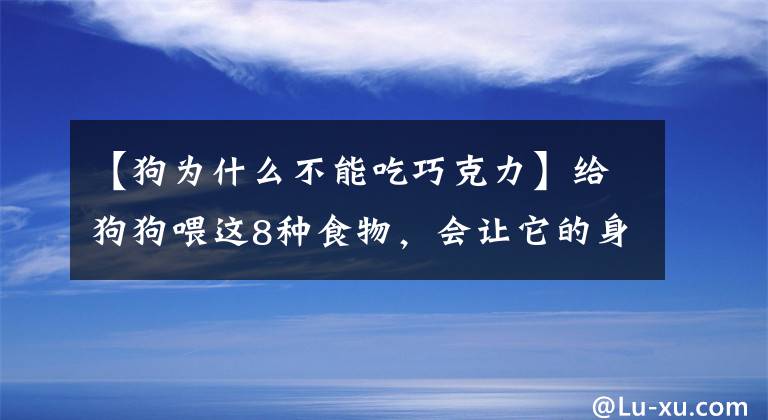 【狗為什么不能吃巧克力】給狗狗喂這8種食物，會讓它的身體“壞掉”，你卻毫不知情