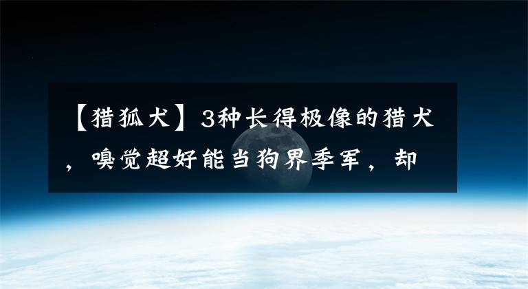 【獵狐犬】3種長得極像的獵犬，嗅覺超好能當(dāng)狗界季軍，卻被嫌棄日益稀少