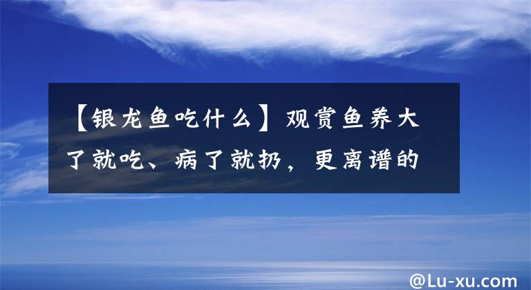 【銀龍魚吃什么】觀賞魚養(yǎng)大了就吃、病了就扔，更離譜的，還有殺雞取卵的養(yǎng)魚模式