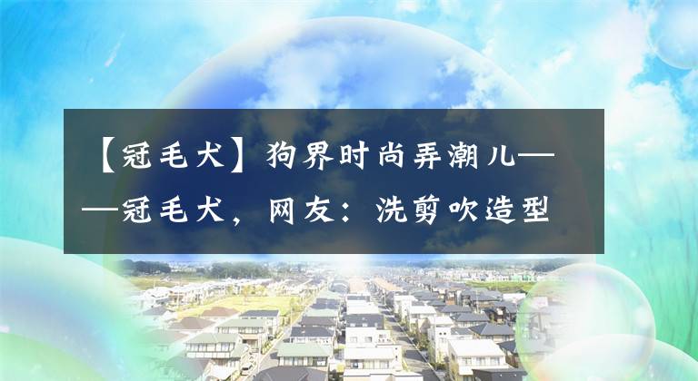 【冠毛犬】狗界時(shí)尚弄潮兒——冠毛犬，網(wǎng)友：洗剪吹造型跟我前男友一模一樣