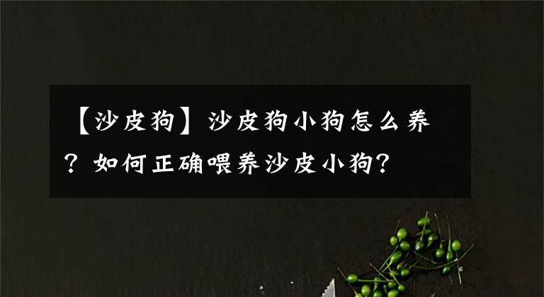 【沙皮狗】沙皮狗小狗怎么養(yǎng)？如何正確喂養(yǎng)沙皮小狗？