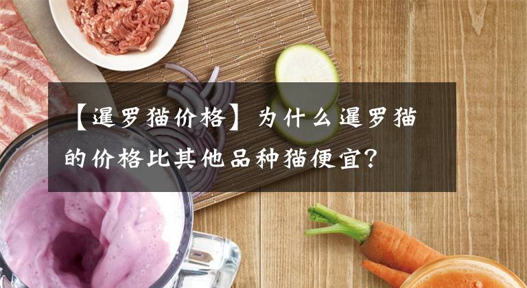 【暹羅貓價(jià)格】為什么暹羅貓的價(jià)格比其他品種貓便宜？