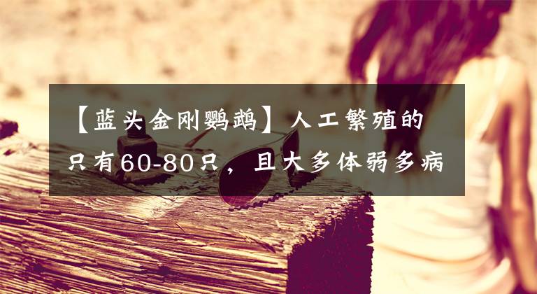 【藍頭金剛鸚鵡】人工繁殖的只有60-80只，且大多體弱多病 野生小藍金剛鸚鵡滅絕了？！