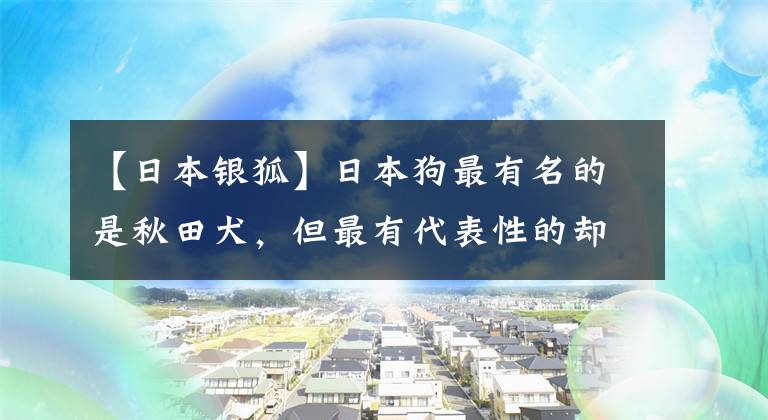 【日本銀狐】日本狗最有名的是秋田犬，但最有代表性的卻應(yīng)該是銀狐犬