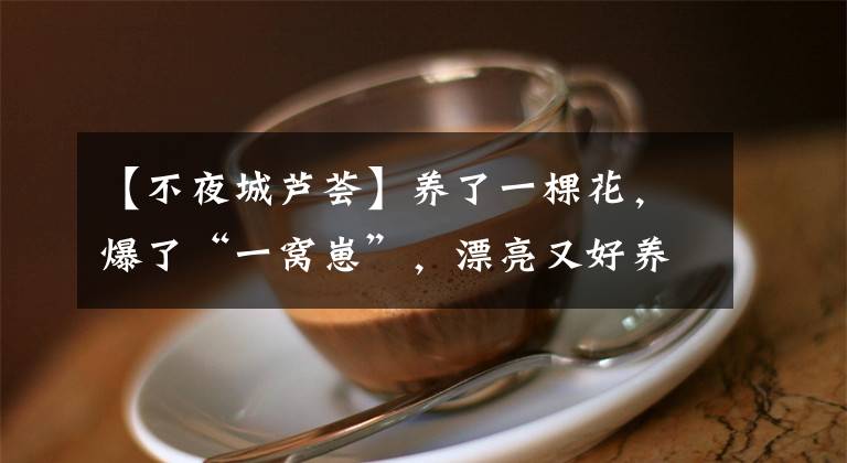 【不夜城蘆薈】養(yǎng)了一棵花，爆了“一窩崽”，漂亮又好養(yǎng)，就是不值錢