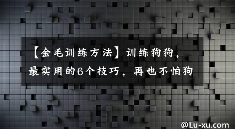 【金毛訓(xùn)練方法】訓(xùn)練狗狗，最實用的6個技巧，再也不怕狗狗學(xué)不會了