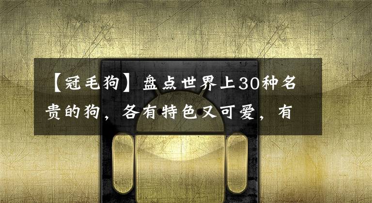 【冠毛狗】盤點世界上30種名貴的狗，各有特色又可愛，有的價錢不菲