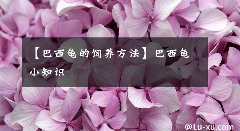 【巴西龜?shù)娘曫B(yǎng)方法】巴西龜小知識(shí)