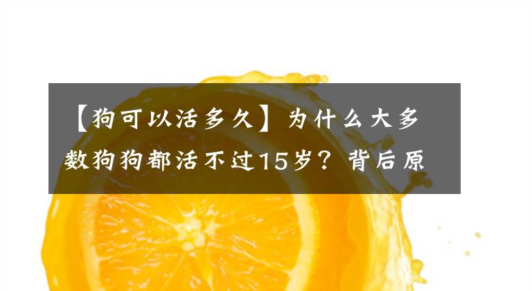 【狗可以活多久】為什么大多數(shù)狗狗都活不過15歲？背后原因竟是這些