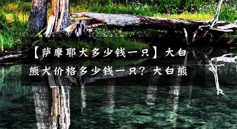 【薩摩耶犬多少錢一只】大白熊犬價格多少錢一只？大白熊犬和薩摩耶有什么區(qū)別？