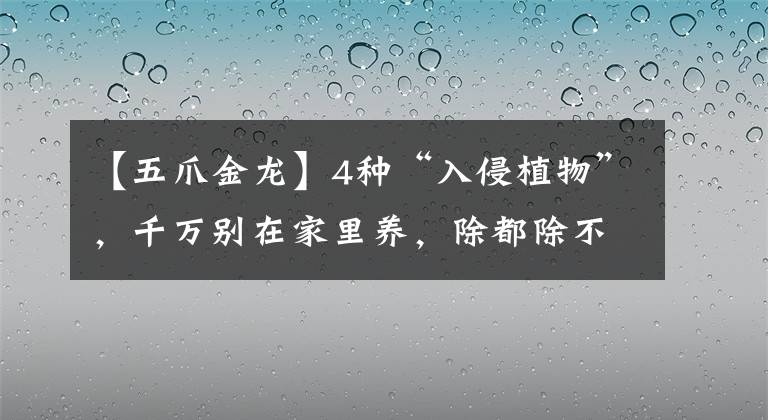 【五爪金龍】4種“入侵植物”，千萬別在家里養(yǎng)，除都除不凈，真令人頭疼